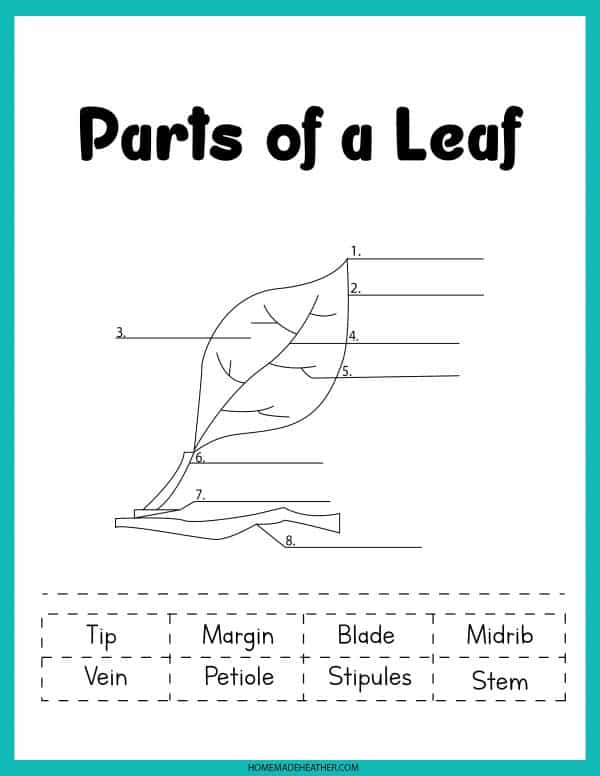 Get 85 Spring Leaves Worksheet Ideas 28