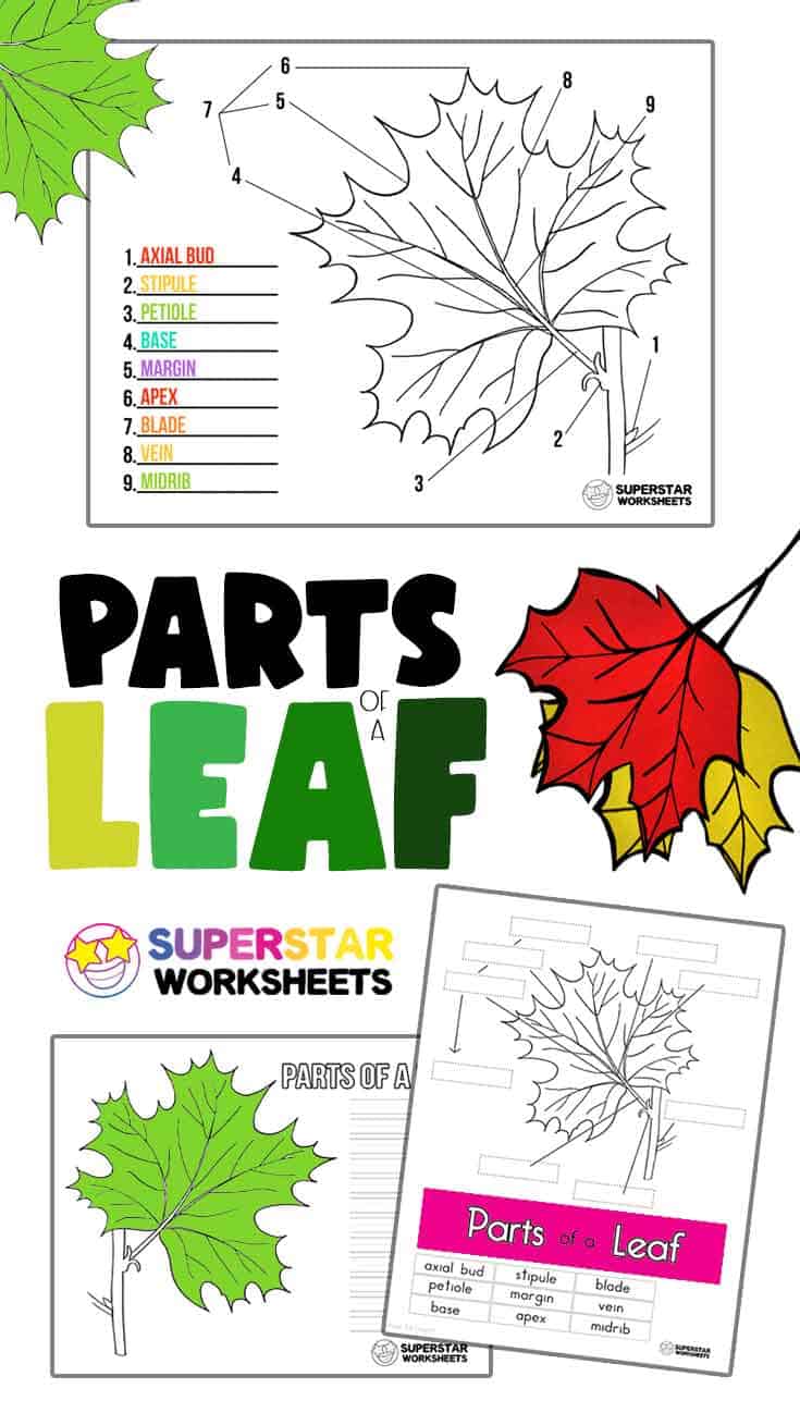 Get 85 Spring Leaves Worksheet Ideas 53