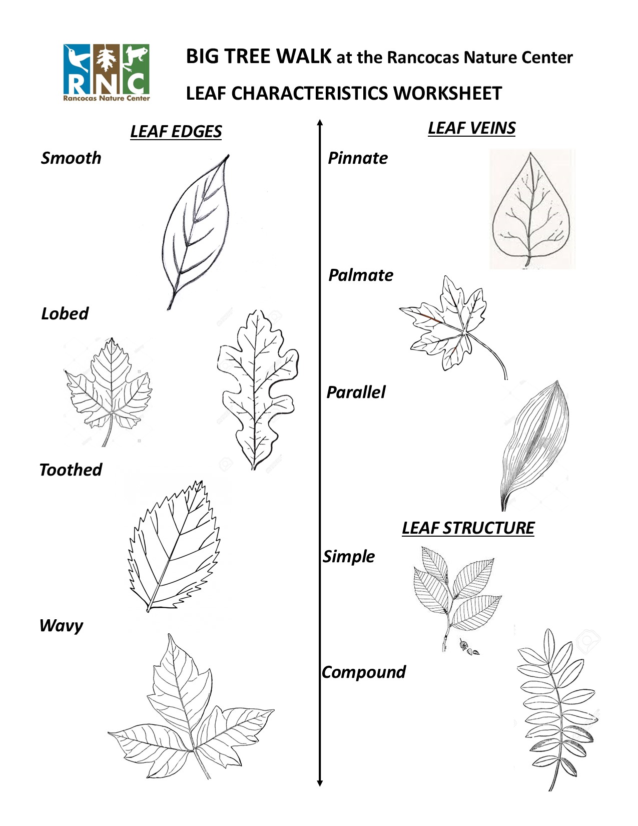 Get 85 Spring Leaves Worksheet Ideas 59