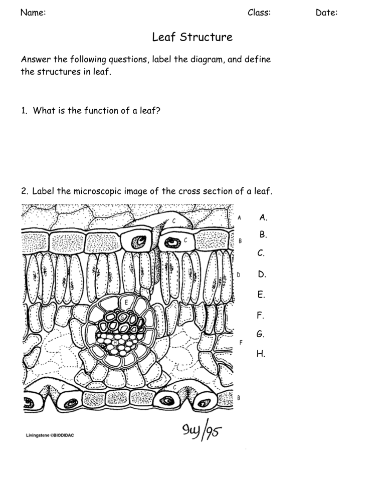 Get 85 Spring Leaves Worksheet Ideas 60