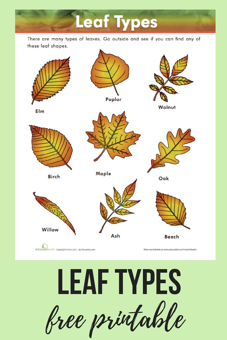 Get 85 Spring Leaves Worksheet Ideas 7