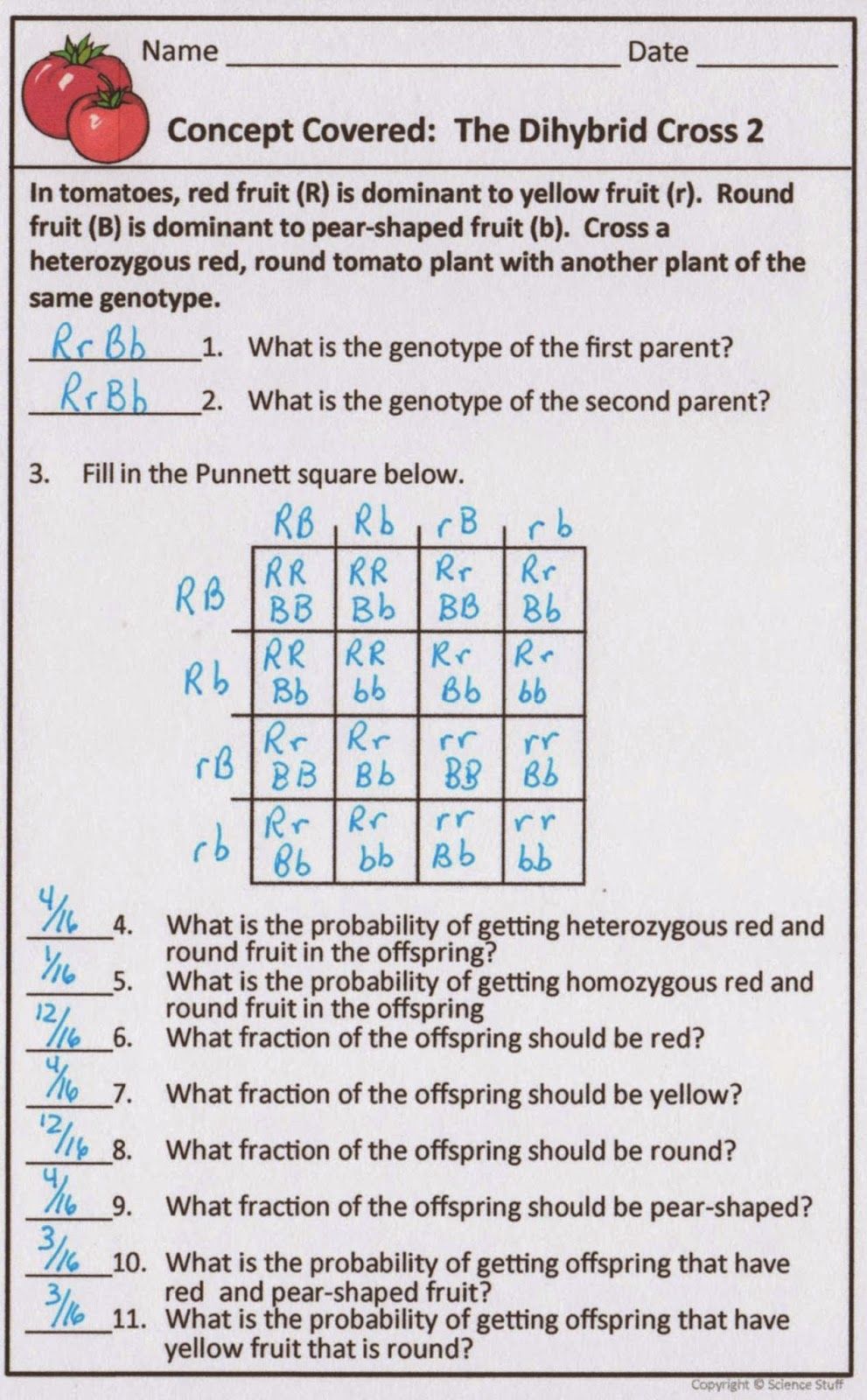 Best 45 Dihybrid Cross Worksheets Ideas 13