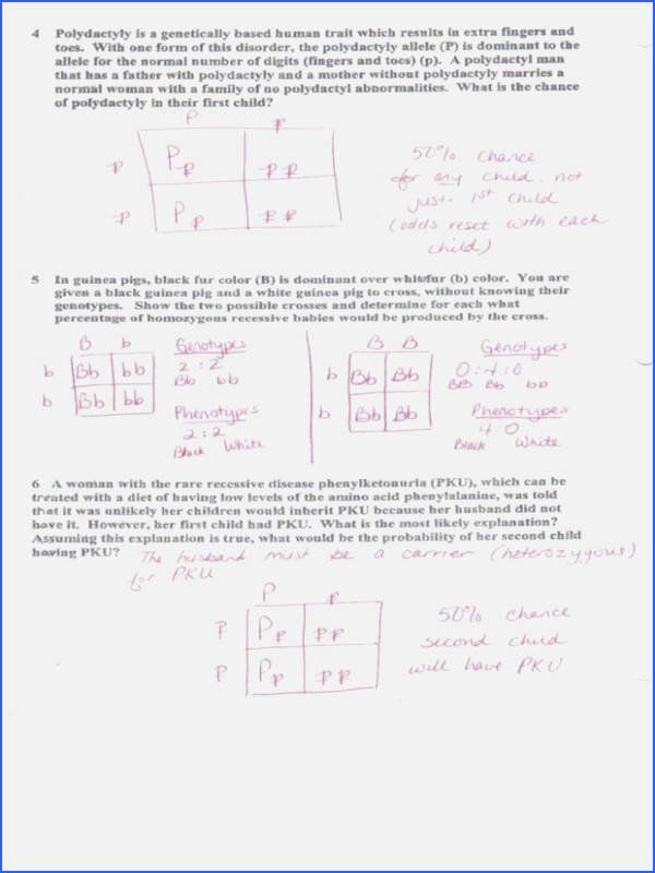 Best 45 Dihybrid Cross Worksheets Ideas 14