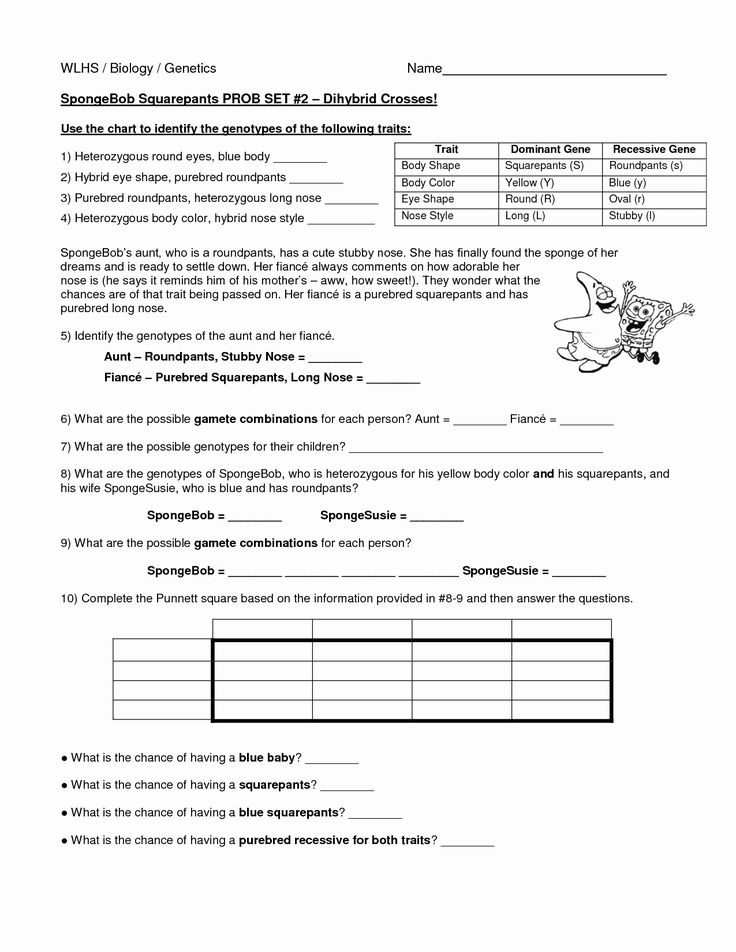 Best 45 Dihybrid Cross Worksheets Ideas 16