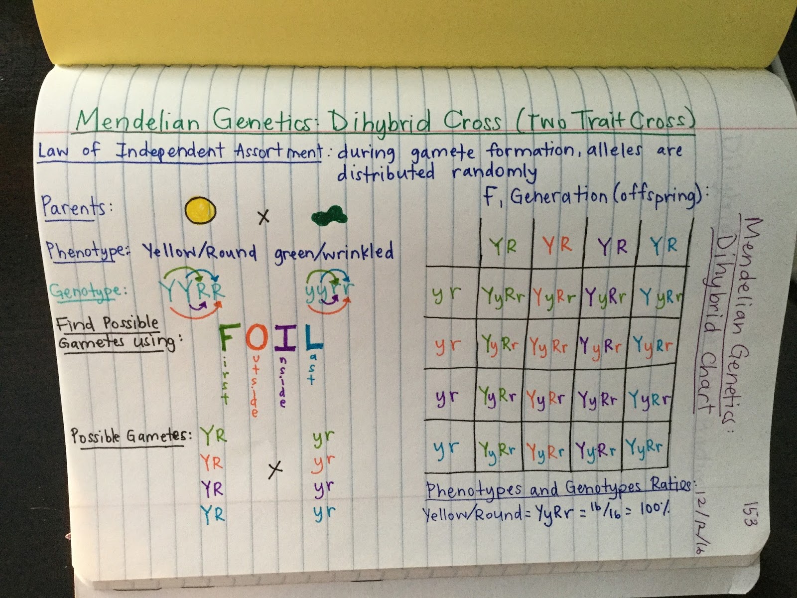 Best 45 Dihybrid Cross Worksheets Ideas 17