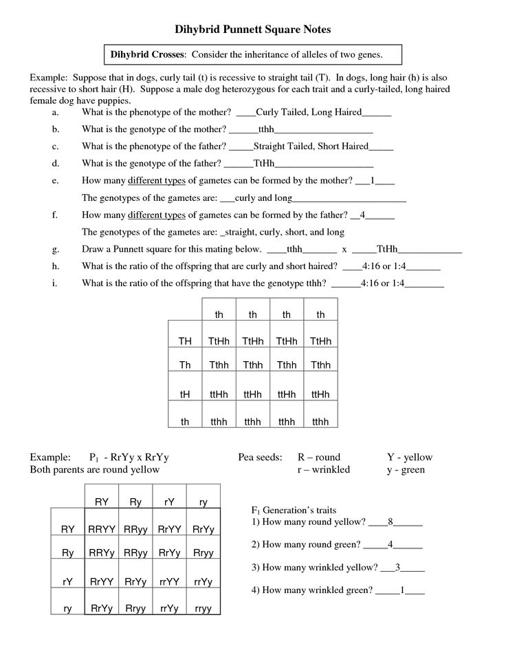 Best 45 Dihybrid Cross Worksheets Ideas 31