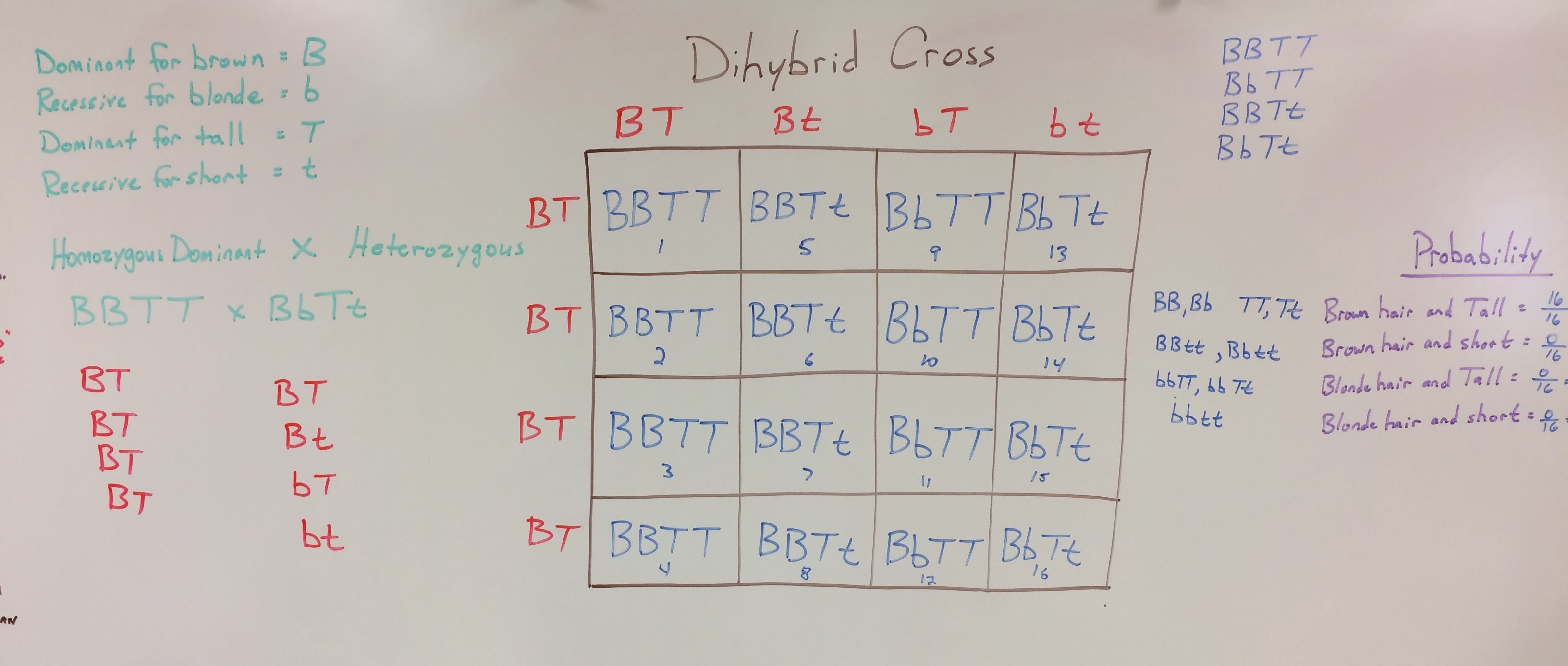 Best 45 Dihybrid Cross Worksheets Ideas 32