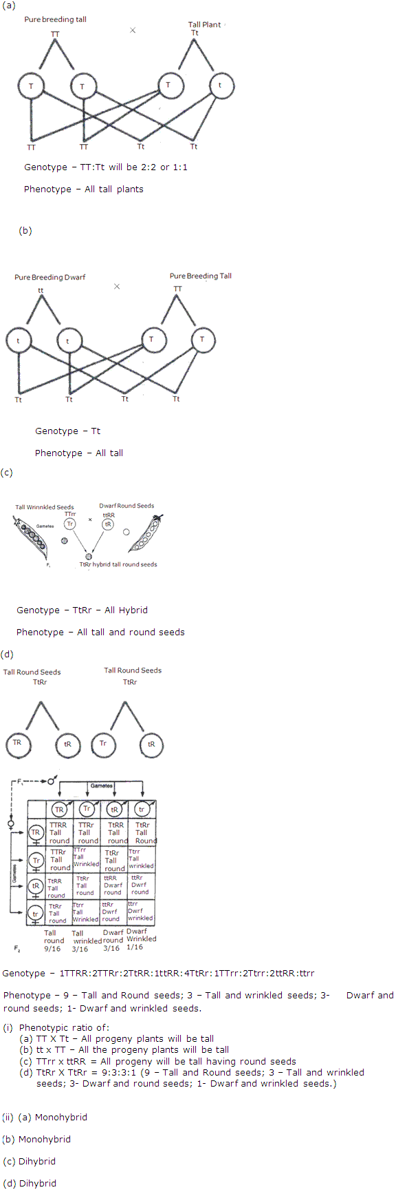 Best 45 Dihybrid Cross Worksheets Ideas 34