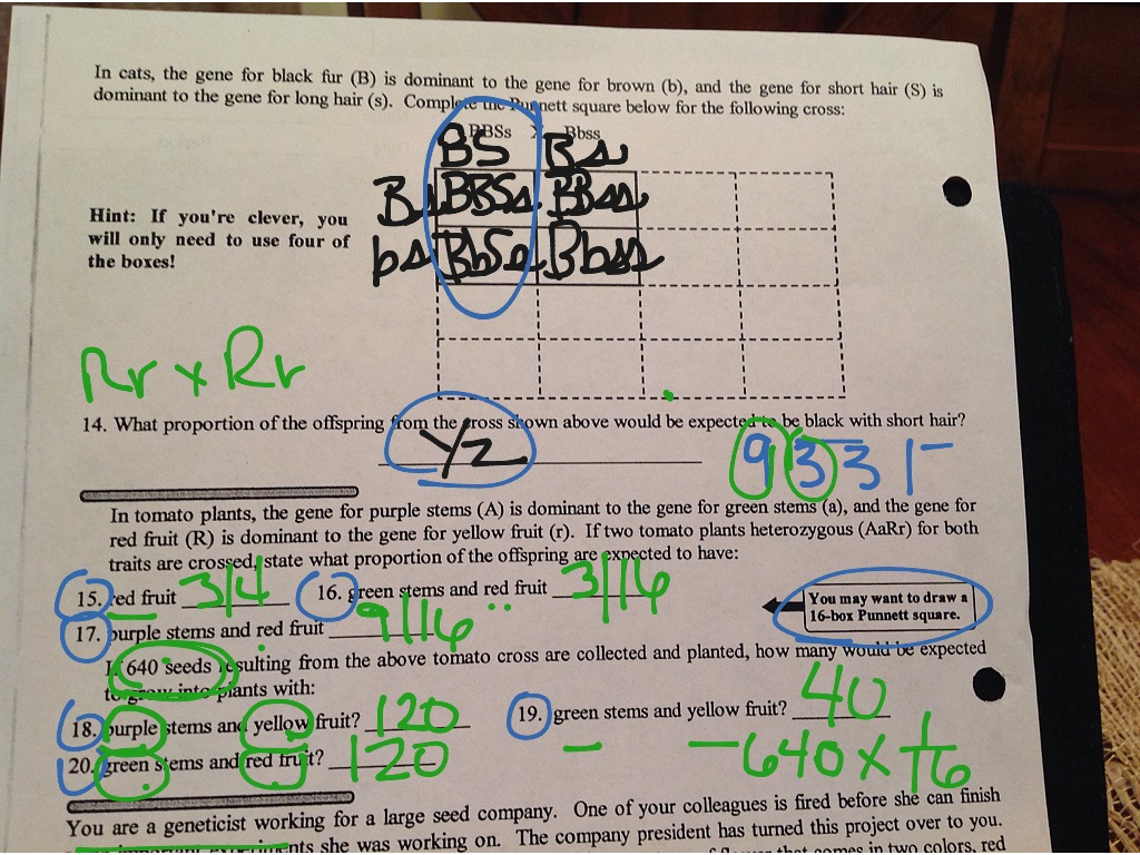 Best 45 Dihybrid Cross Worksheets Ideas 6