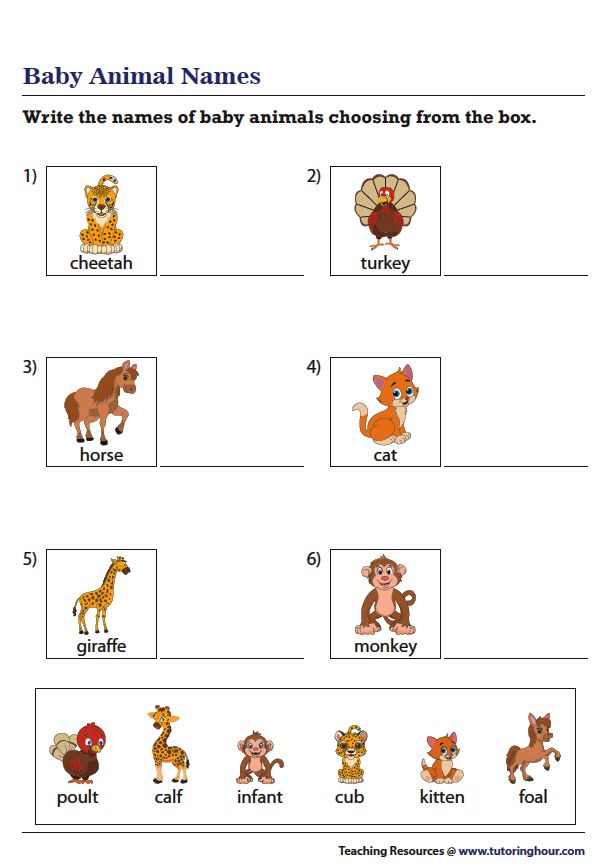 30 Baby Animals Worksheets For Kindergarten