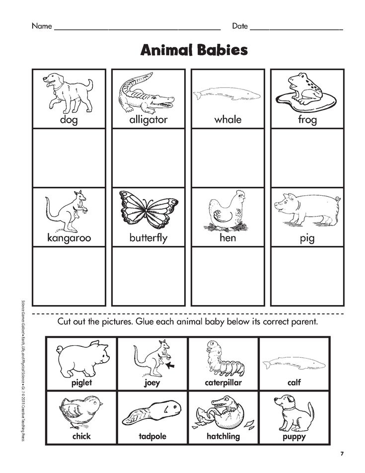 30 Baby Animals Worksheets For Kindergarten