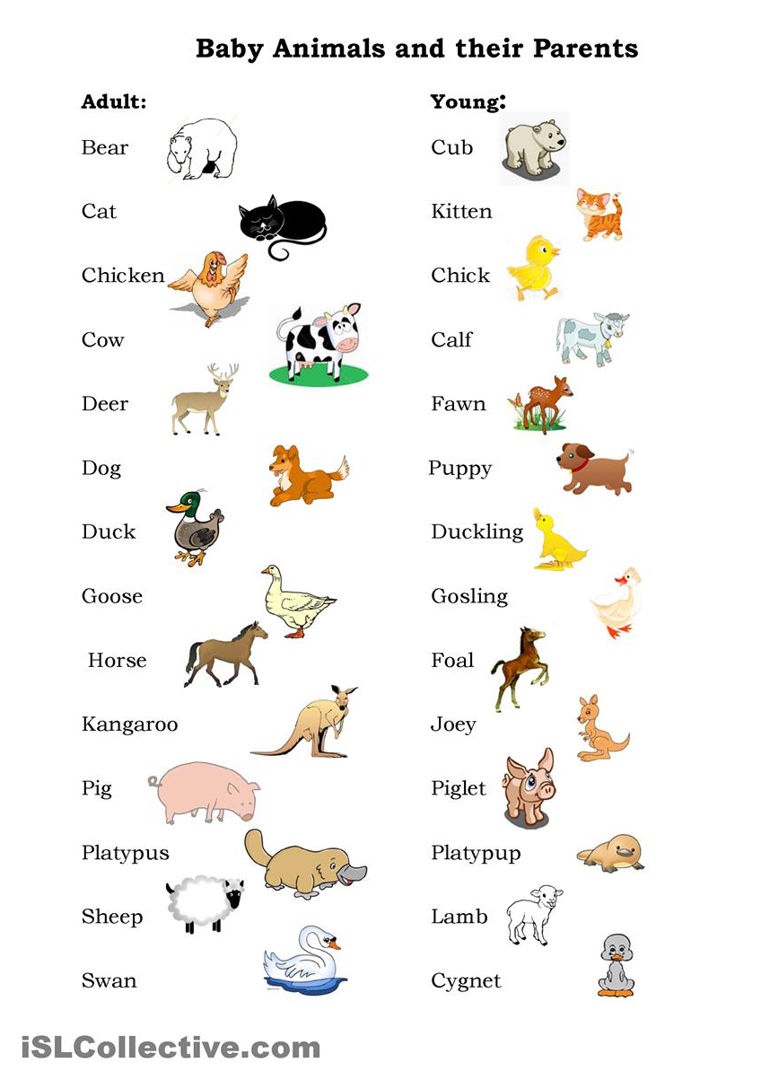 30 Baby Animals Worksheets For Kindergarten