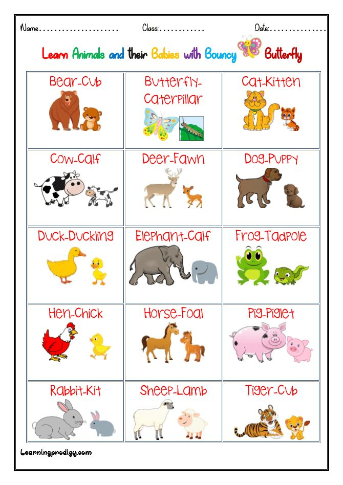 30 Baby Animals Worksheets For Kindergarten