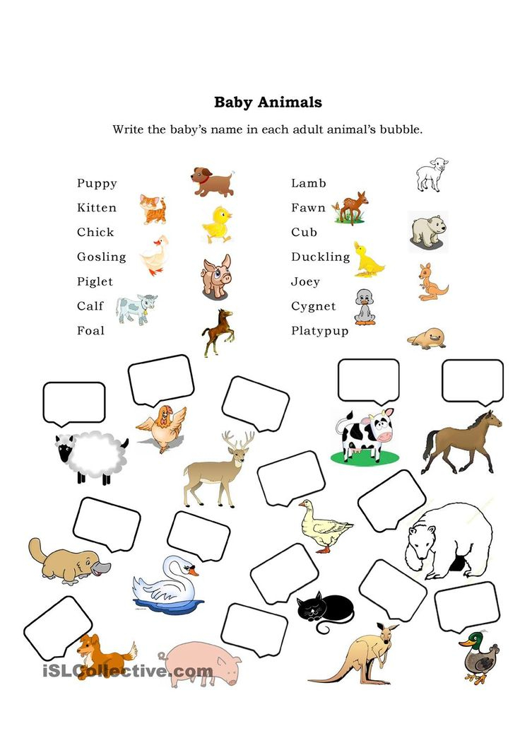 30 Baby Animals Worksheets For Kindergarten