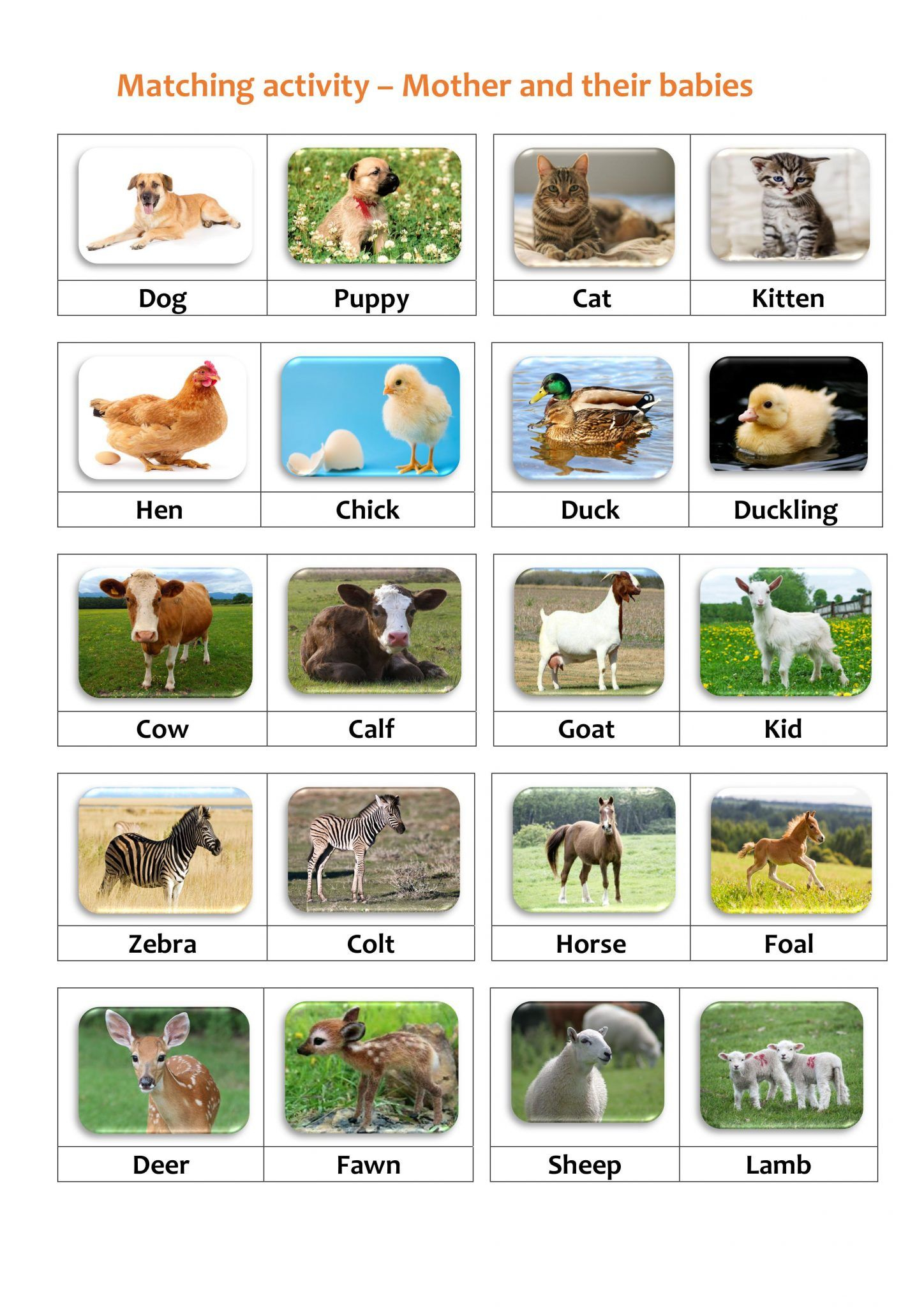 30 Baby Animals Worksheets For Kindergarten