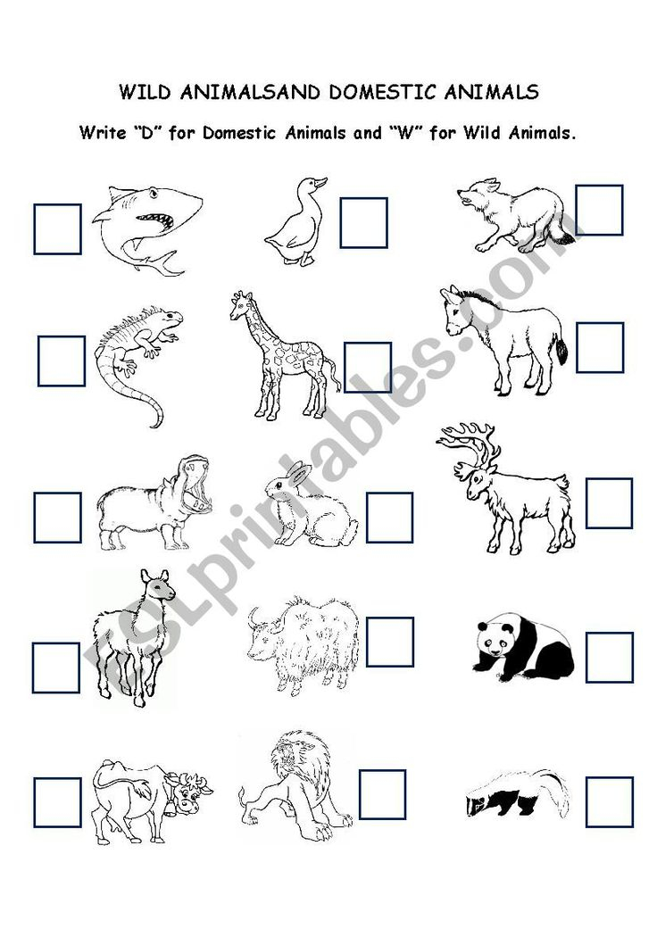 30 Domestic Animals Worksheets For Kindergarten